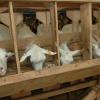 Как сделать удобный сарай для коз своими руками Помещение для козы своими руками чертежи