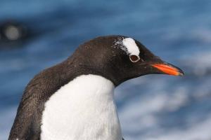 Kis pingvin - leírás, élőhely, érdekes tények