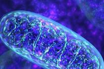 Boli mitocondriale la copii Aspecte biologice moleculare ale funcției și disfuncției mitocondriale