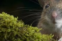 Zašto miševi sanjaju - miš u snu, što znači