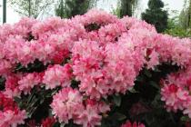 Rhododendron, atau Rosewood