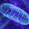 Penyakit mitokondria pada anak-anak Aspek biologis molekuler dari fungsi dan disfungsi mitokondria