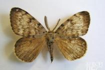Cigánska motýľ 2 húsenica instar