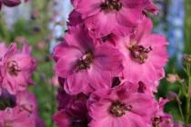 Delphinium (larkspur, ostroha)