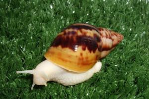 The sacred meaning of the snail